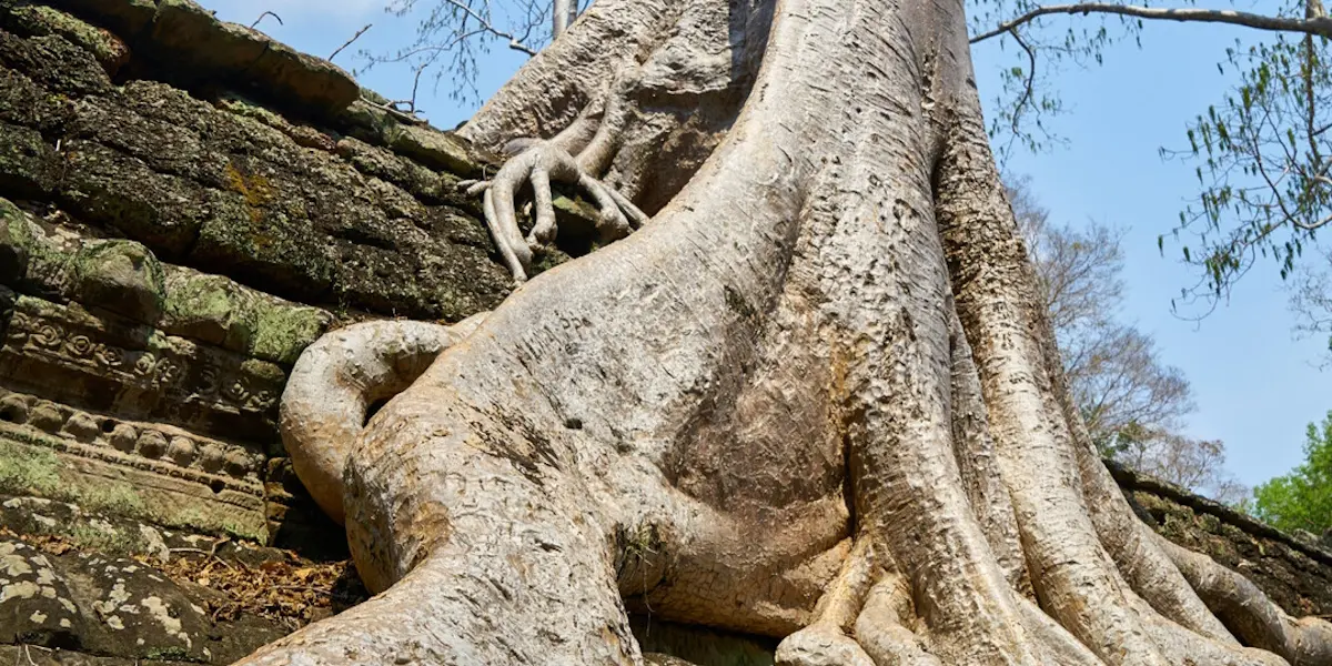 Самое дорогое дерево в мире: кинам