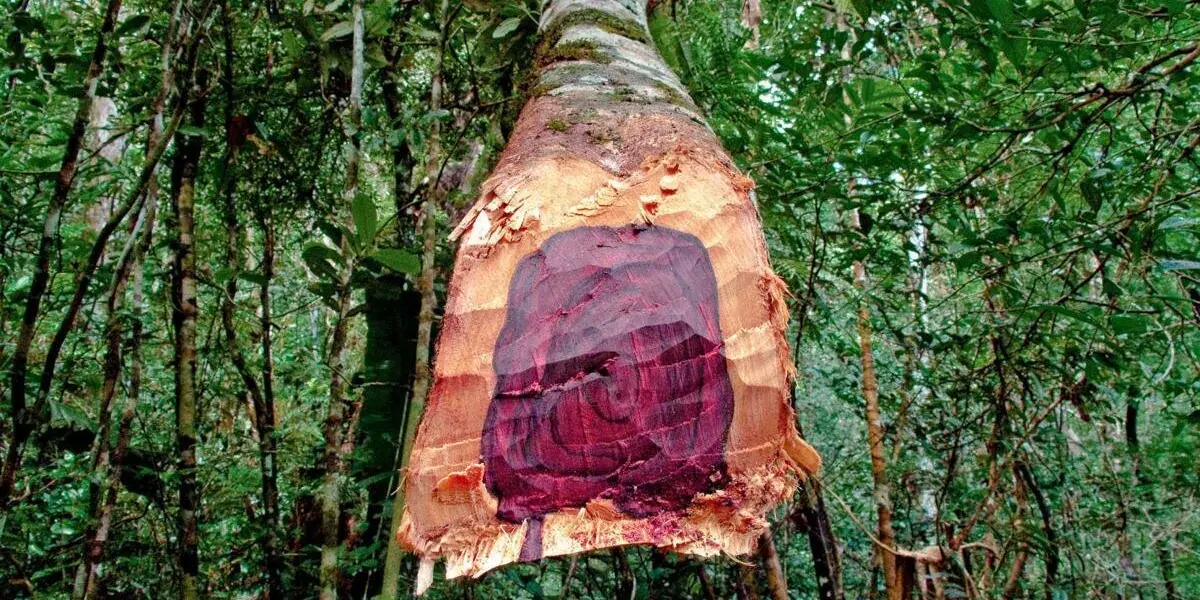 Самое дорогое дерево в мире: кинам